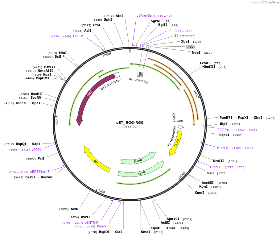124941-plasmid-map-sequence-id-245541
