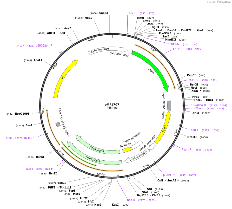 125584-plasmid-map-sequence-id-245542