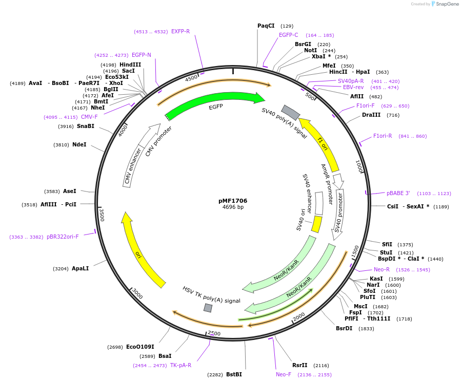 125582-plasmid-map-sequence-id-245544