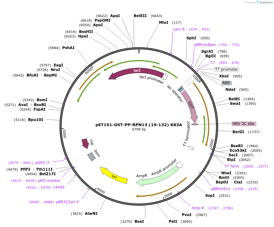 125829-plasmid-map-sequence-id-245568