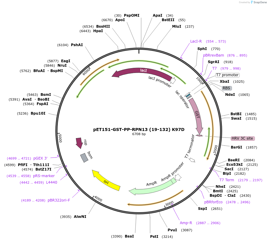 125824-plasmid-map-sequence-id-245569