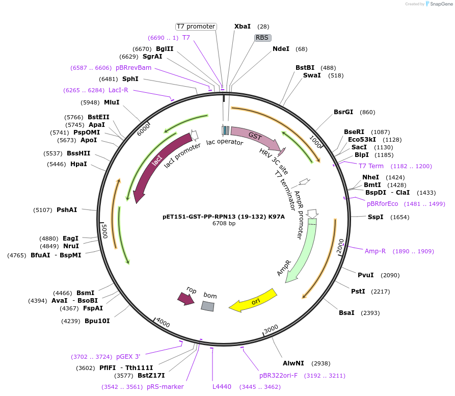 125823-plasmid-map-sequence-id-245570