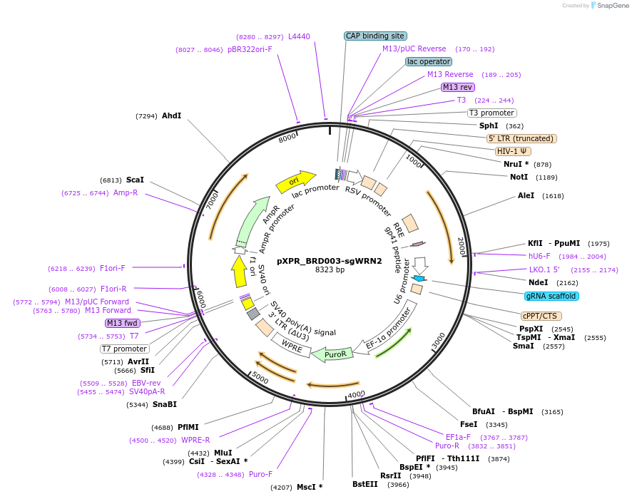125772-plasmid-map-sequence-id-245577