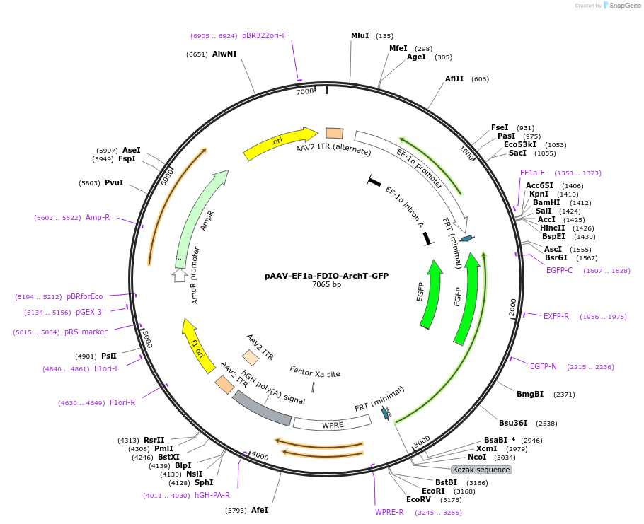 124640-plasmid-map-sequence-id-245622