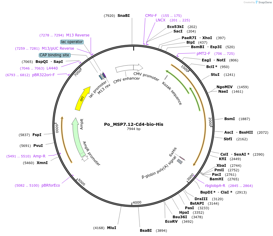 126839-plasmid-map-sequence-id-245648