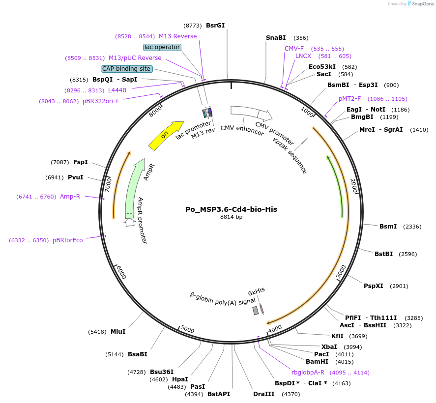 126838-plasmid-map-sequence-id-245650
