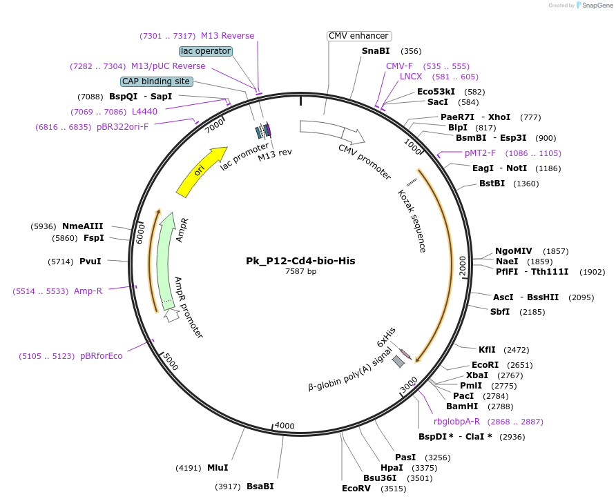 126845-plasmid-map-sequence-id-245652