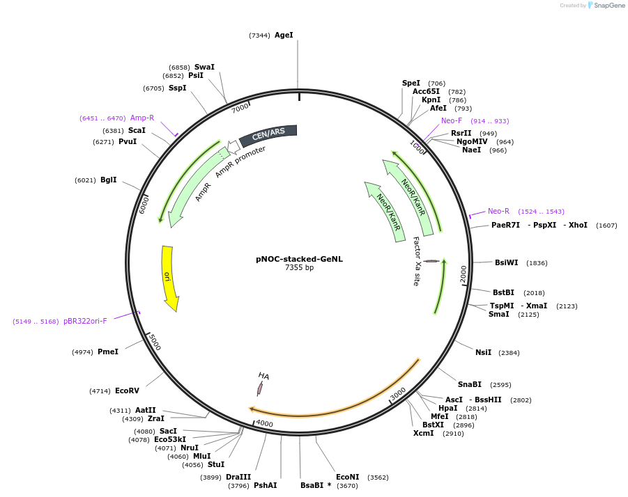 101002-plasmid-map-sequence-id-245653