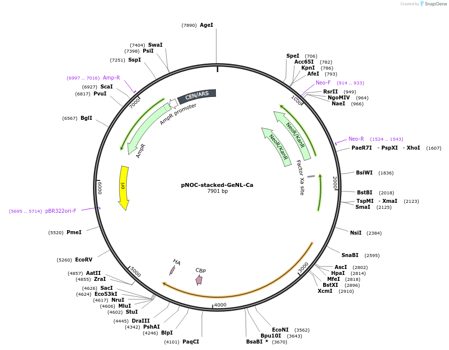 101003-plasmid-map-sequence-id-245654