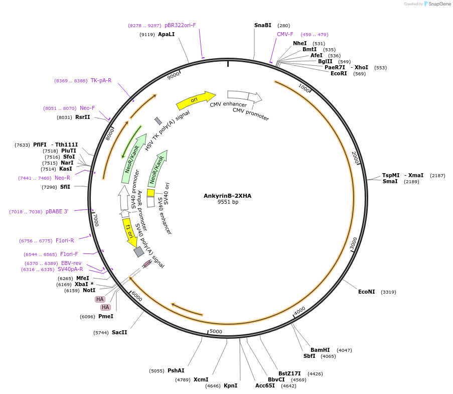 31057-plasmid-map-sequence-id-245657