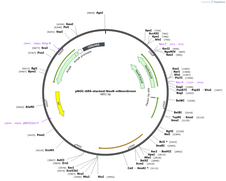 101249-plasmid-map-sequence-id-245659