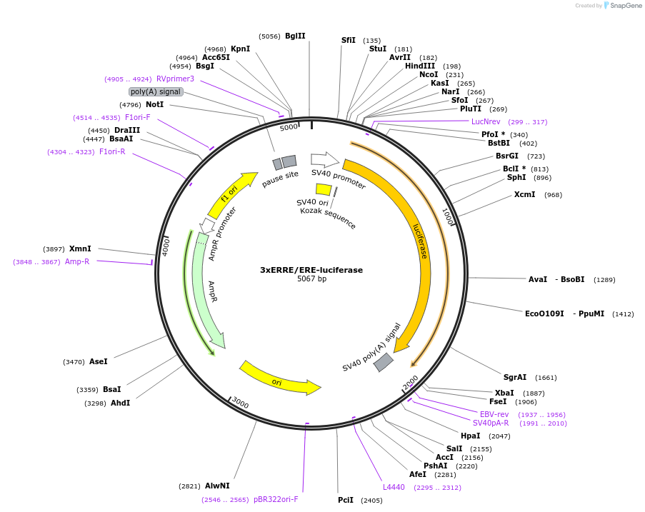 37852-plasmid-map-sequence-id-245660
