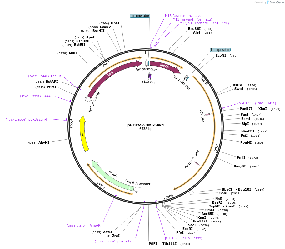 26030-plasmid-map-sequence-id-245685