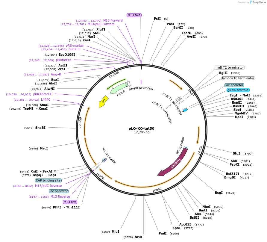126578-plasmid-map-sequence-id-245698