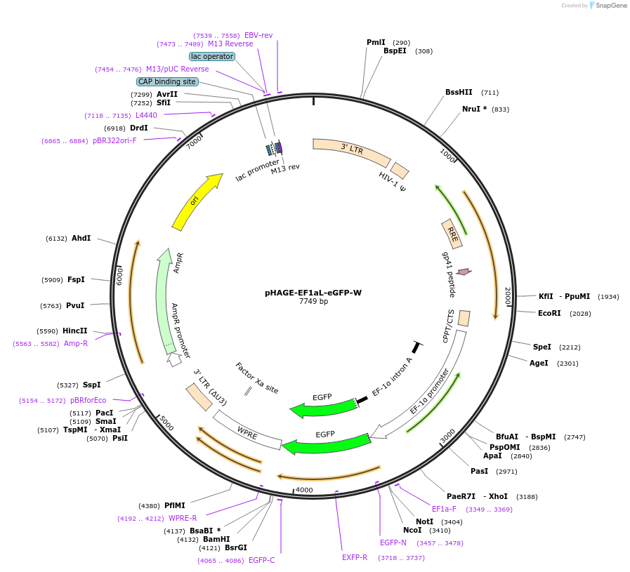 126686-plasmid-map-sequence-id-245707