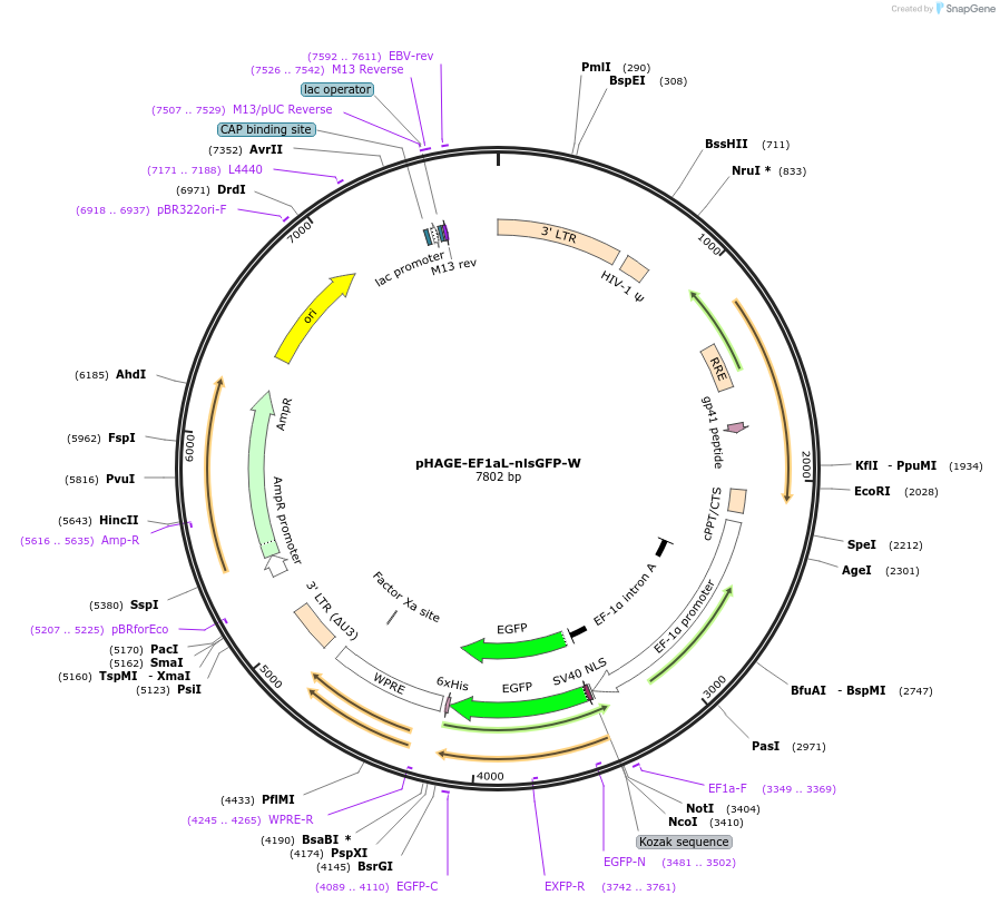 126688-plasmid-map-sequence-id-245710