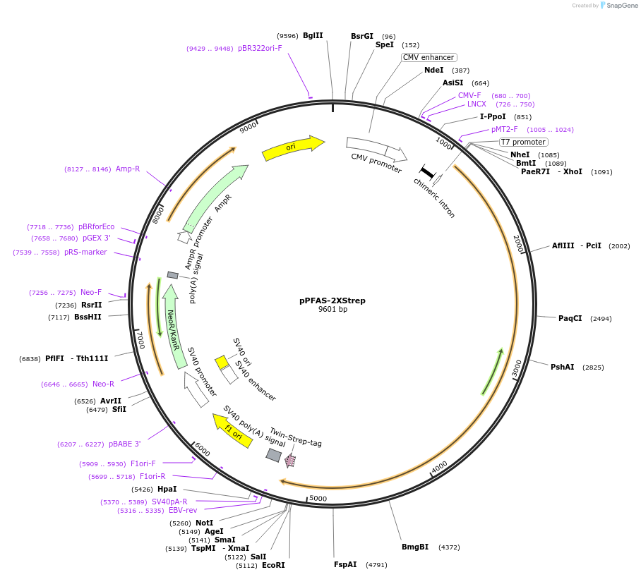 125682-plasmid-map-sequence-id-245738