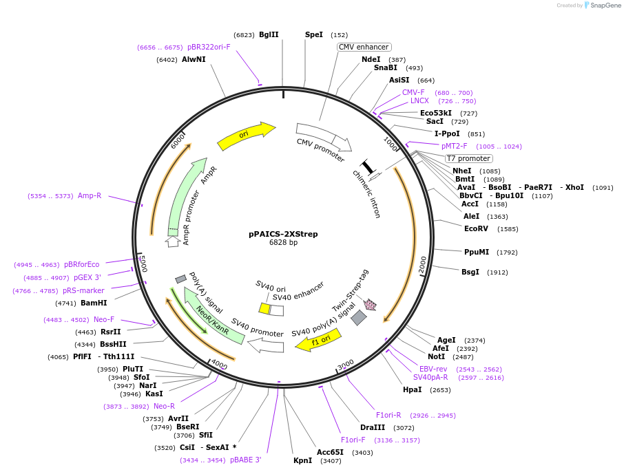 125683-plasmid-map-sequence-id-245741