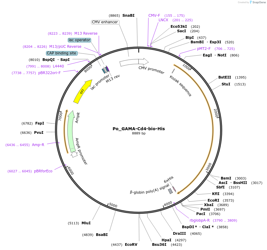 126830-plasmid-map-sequence-id-245742