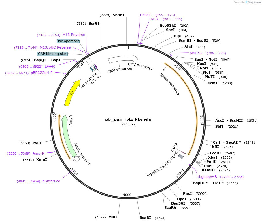 126847-plasmid-map-sequence-id-245744