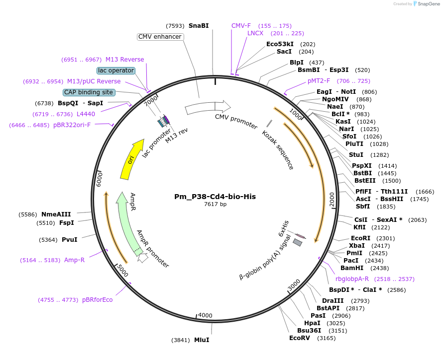 126823-plasmid-map-sequence-id-245745