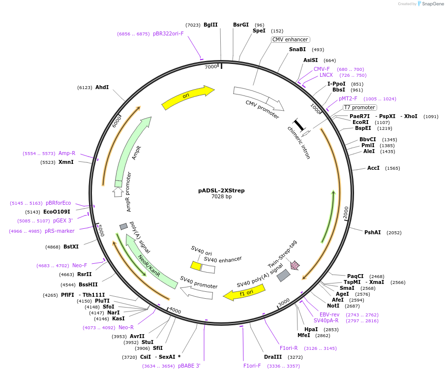 125684-plasmid-map-sequence-id-245747