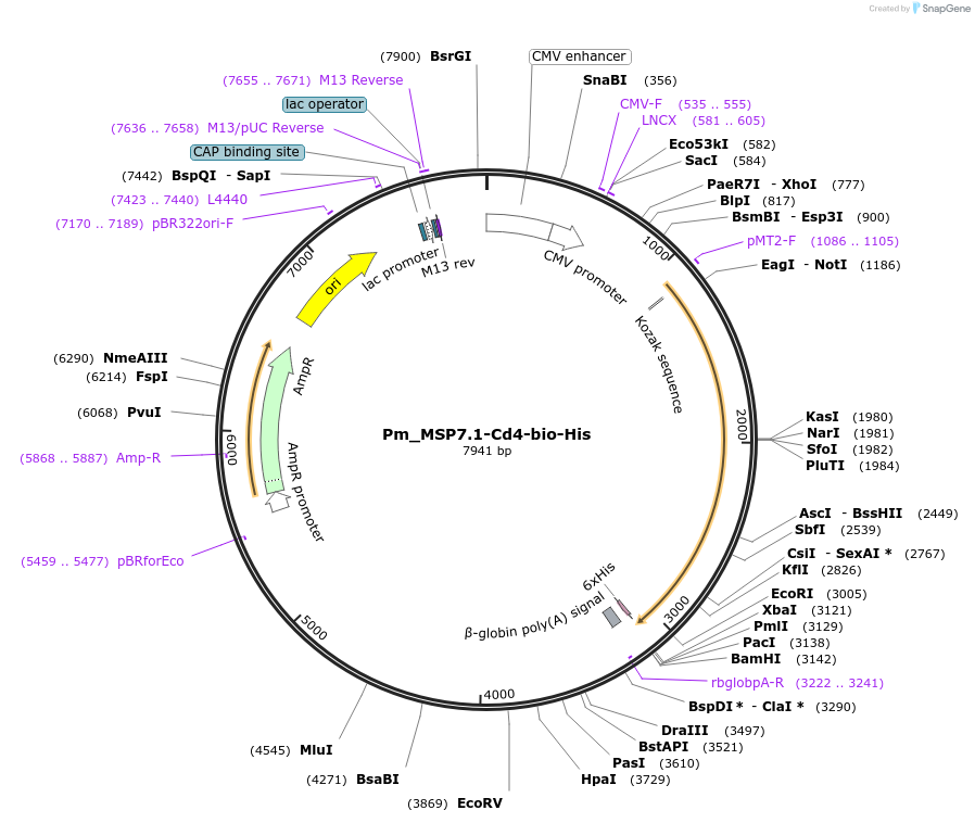 126827-plasmid-map-sequence-id-245748