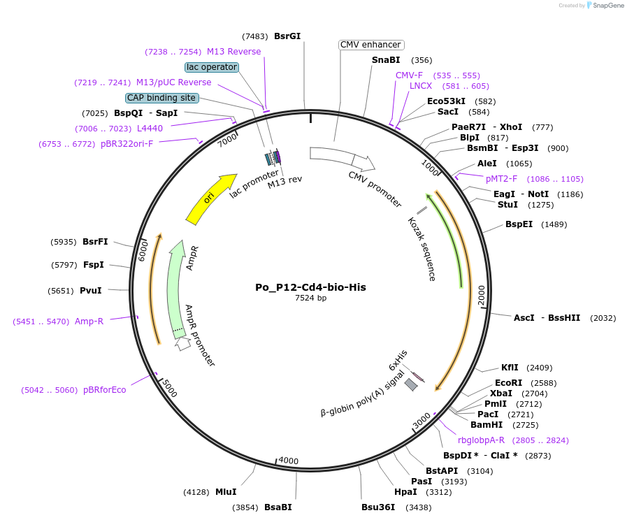 126834-plasmid-map-sequence-id-245749