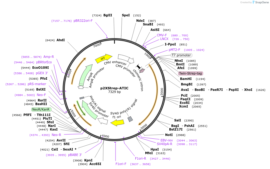 125685-plasmid-map-sequence-id-245750