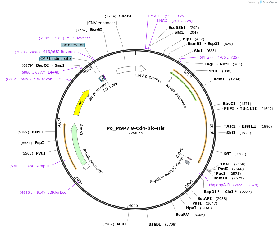 126840-plasmid-map-sequence-id-245751