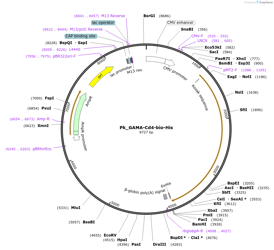 126842-plasmid-map-sequence-id-245752