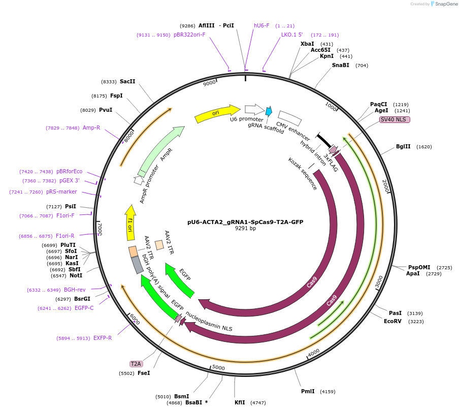 126706-plasmid-map-sequence-id-245754