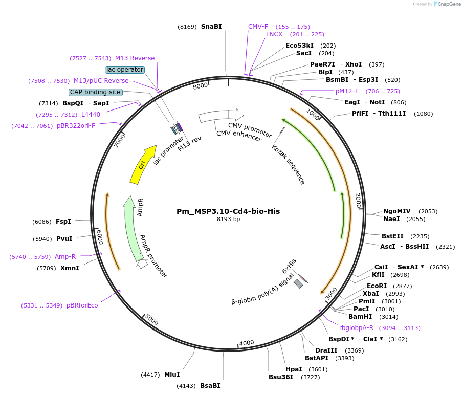 126826-plasmid-map-sequence-id-245755
