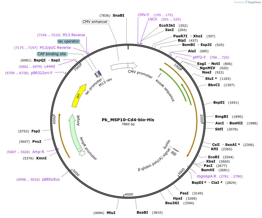 126940-plasmid-map-sequence-id-245756