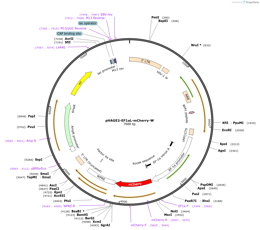 126703-plasmid-map-sequence-id-245757