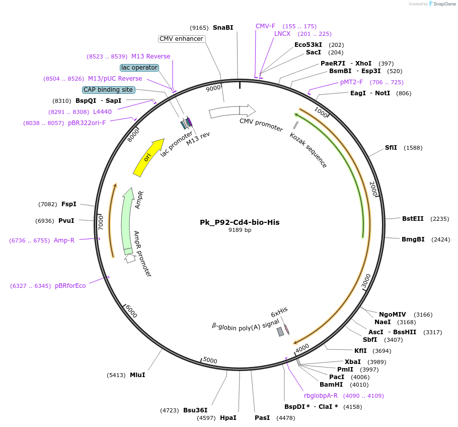 126848-plasmid-map-sequence-id-245758