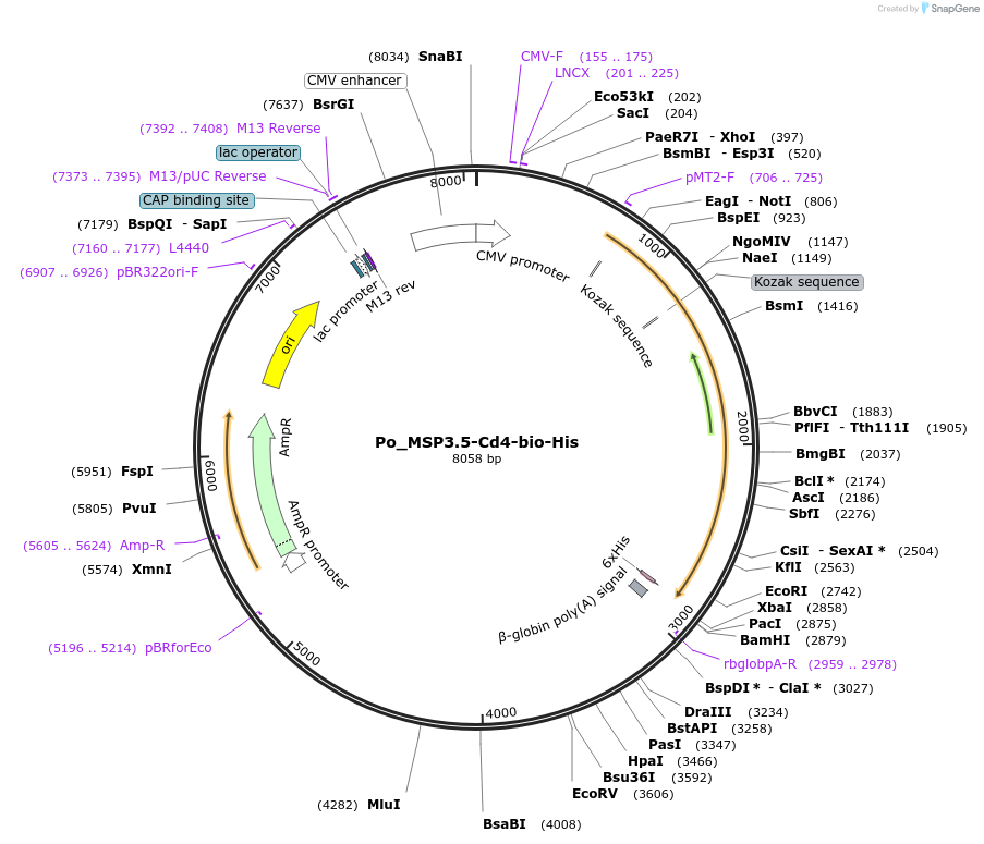 126837-plasmid-map-sequence-id-245759