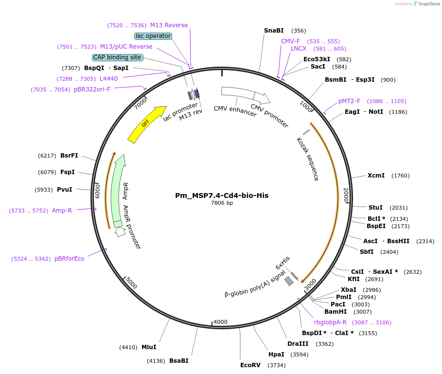 126828-plasmid-map-sequence-id-245761