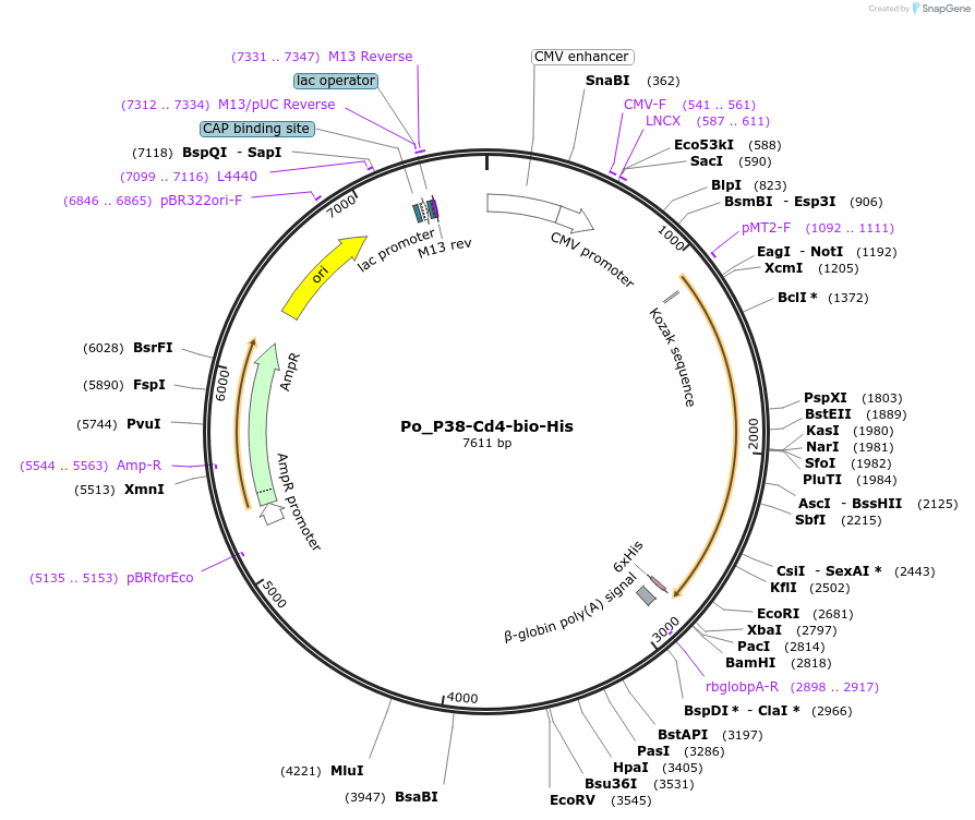 126835-plasmid-map-sequence-id-245764