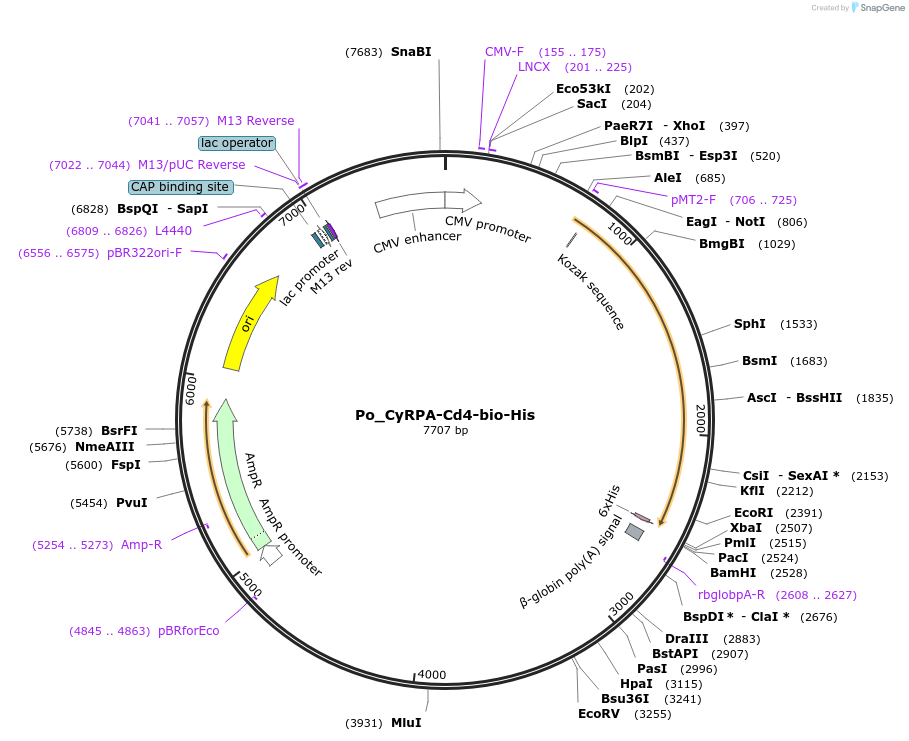 126829-plasmid-map-sequence-id-245771