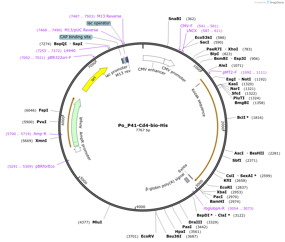 126836-plasmid-map-sequence-id-245772