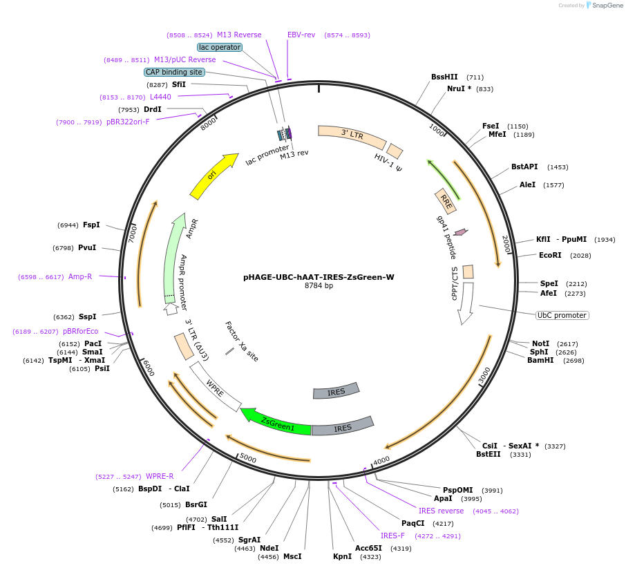 126702-plasmid-map-sequence-id-245773