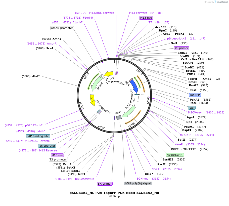 126697-plasmid-map-sequence-id-245776