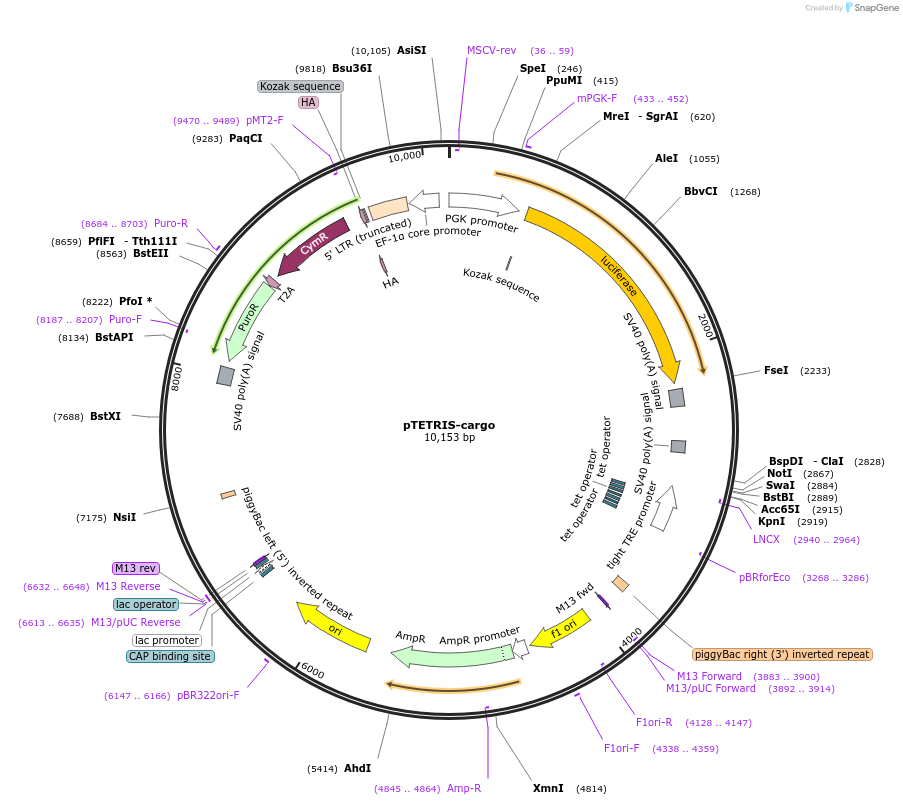 126033-plasmid-map-sequence-id-245791