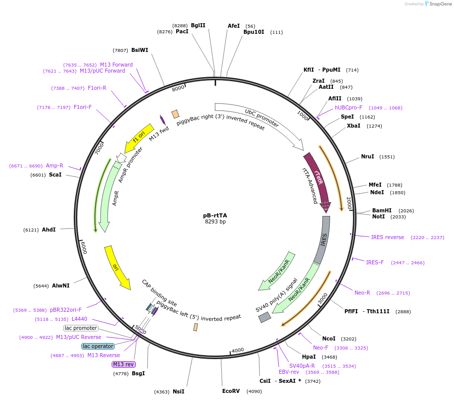 126034-plasmid-map-sequence-id-245792