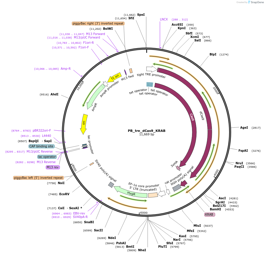 126030-plasmid-map-sequence-id-245793