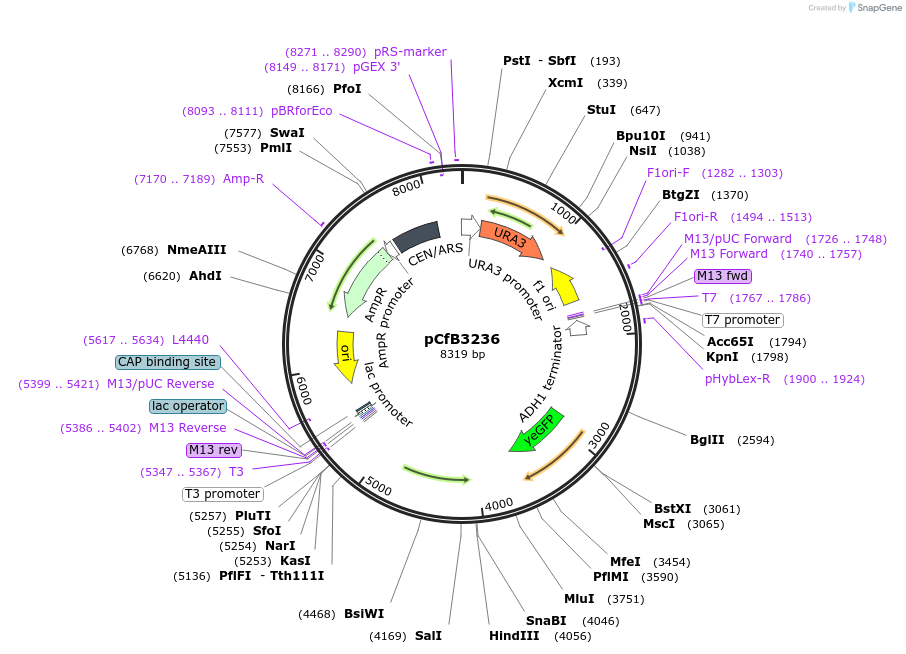 124708-plasmid-map-sequence-id-245796