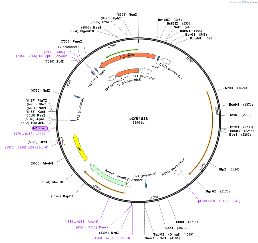 126752-plasmid-map-sequence-id-245797