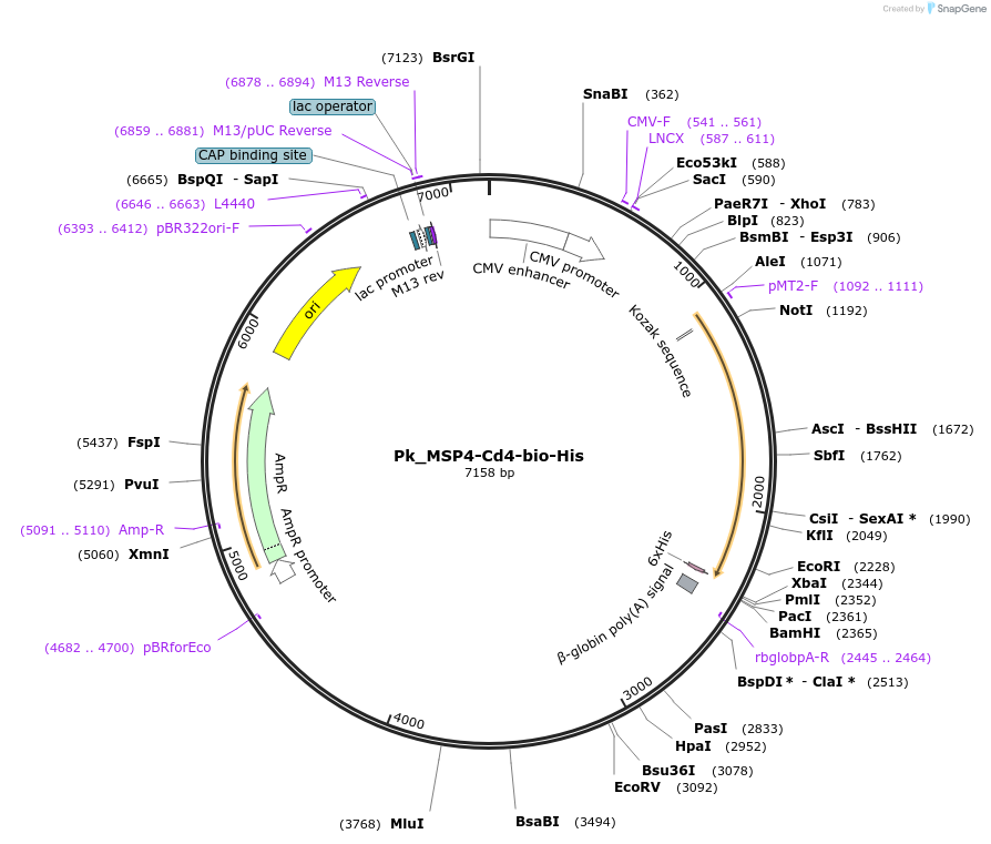 126843-plasmid-map-sequence-id-245799