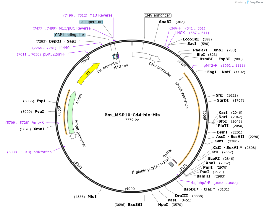 126819-plasmid-map-sequence-id-245800